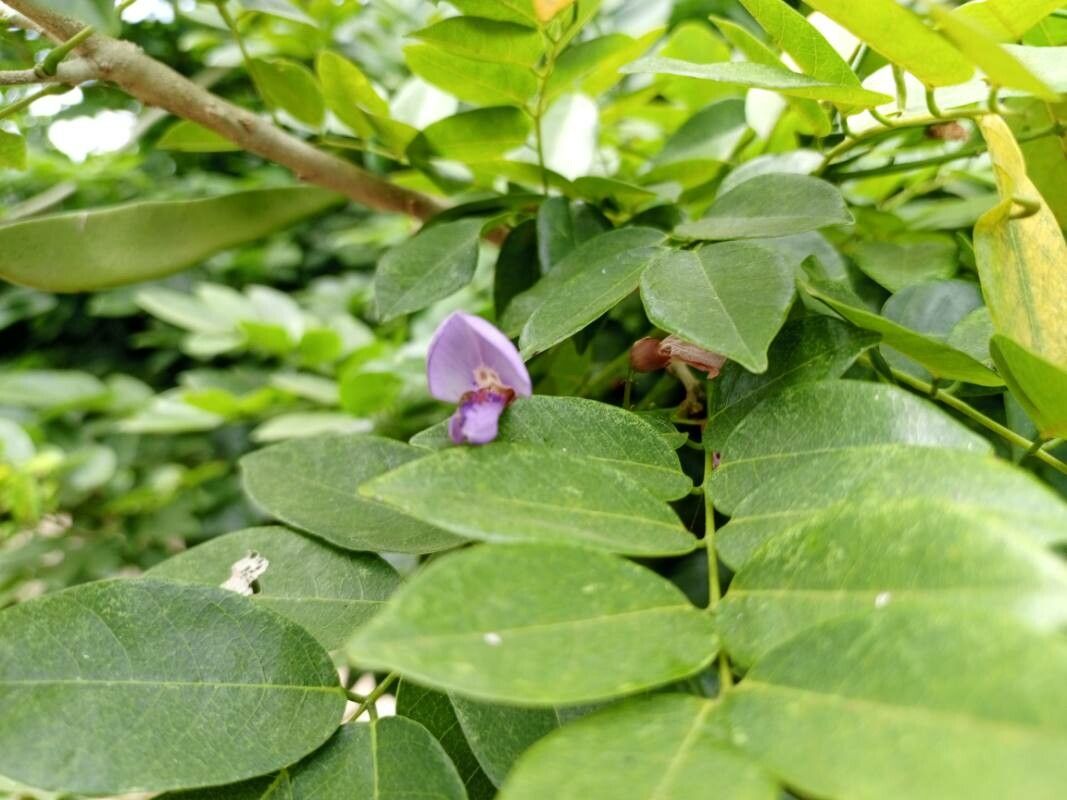 Millettia thonningii — houseplant care guide