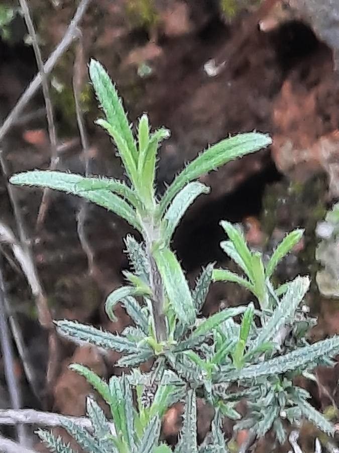 Lithodora fruticosa — search result for 'Boraginaceae'