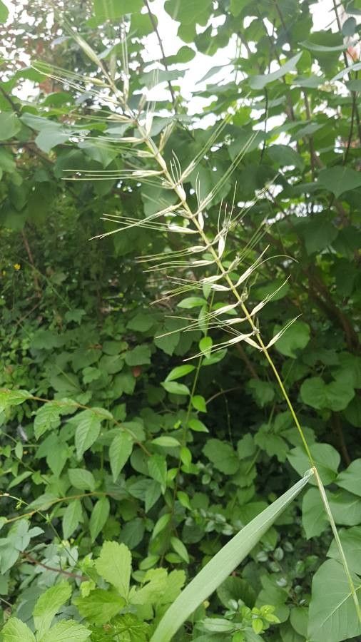 Hystrix patula flower