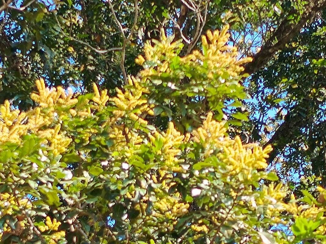 Tachigali denudata flower