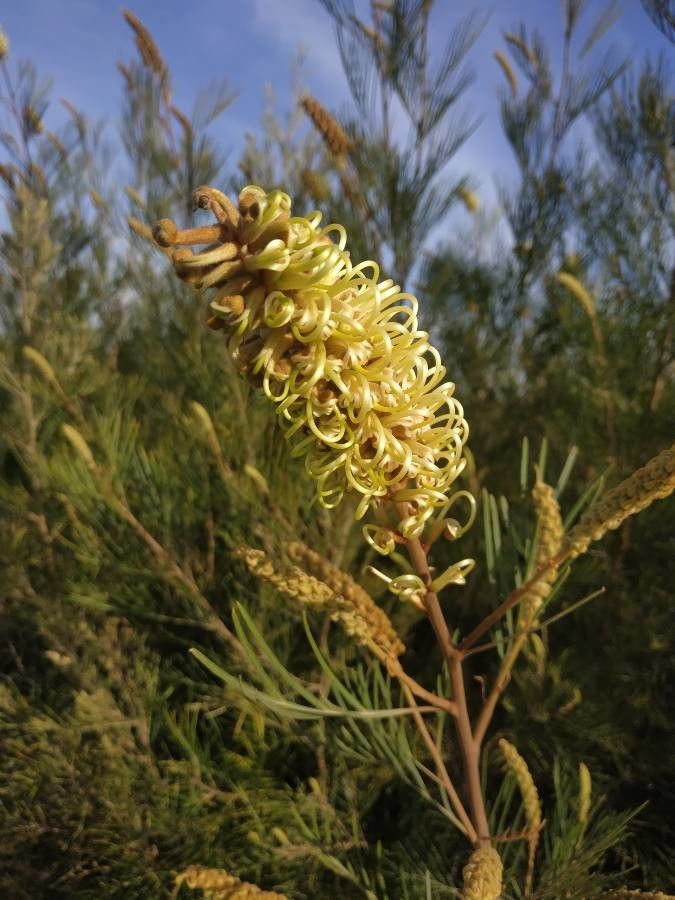 Grevillea leucopteris flower
