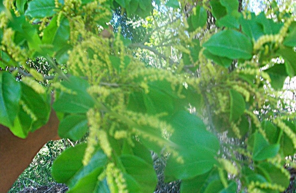 Antidesma messianianum flower