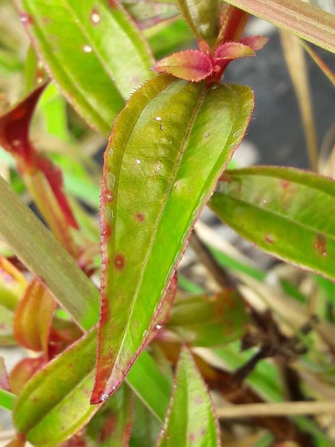 Aciotis purpurascens leaf