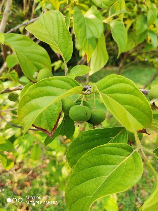 Campomanesia lineatifolia fruit