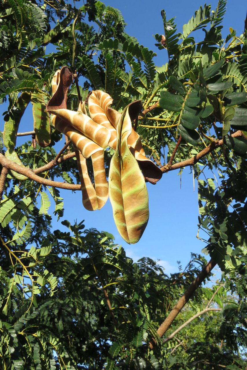 Acacia muricata fruit
