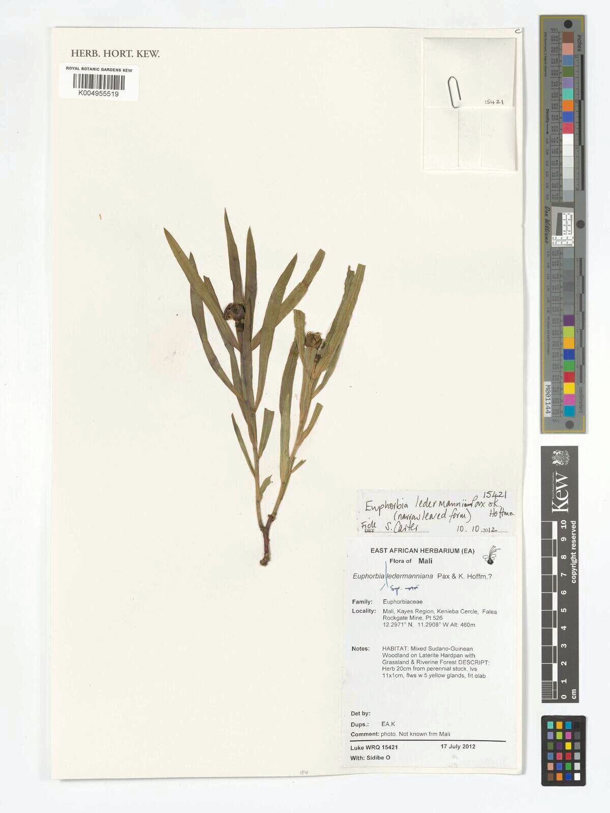 Euphorbia ledermanniana — houseplant care guide