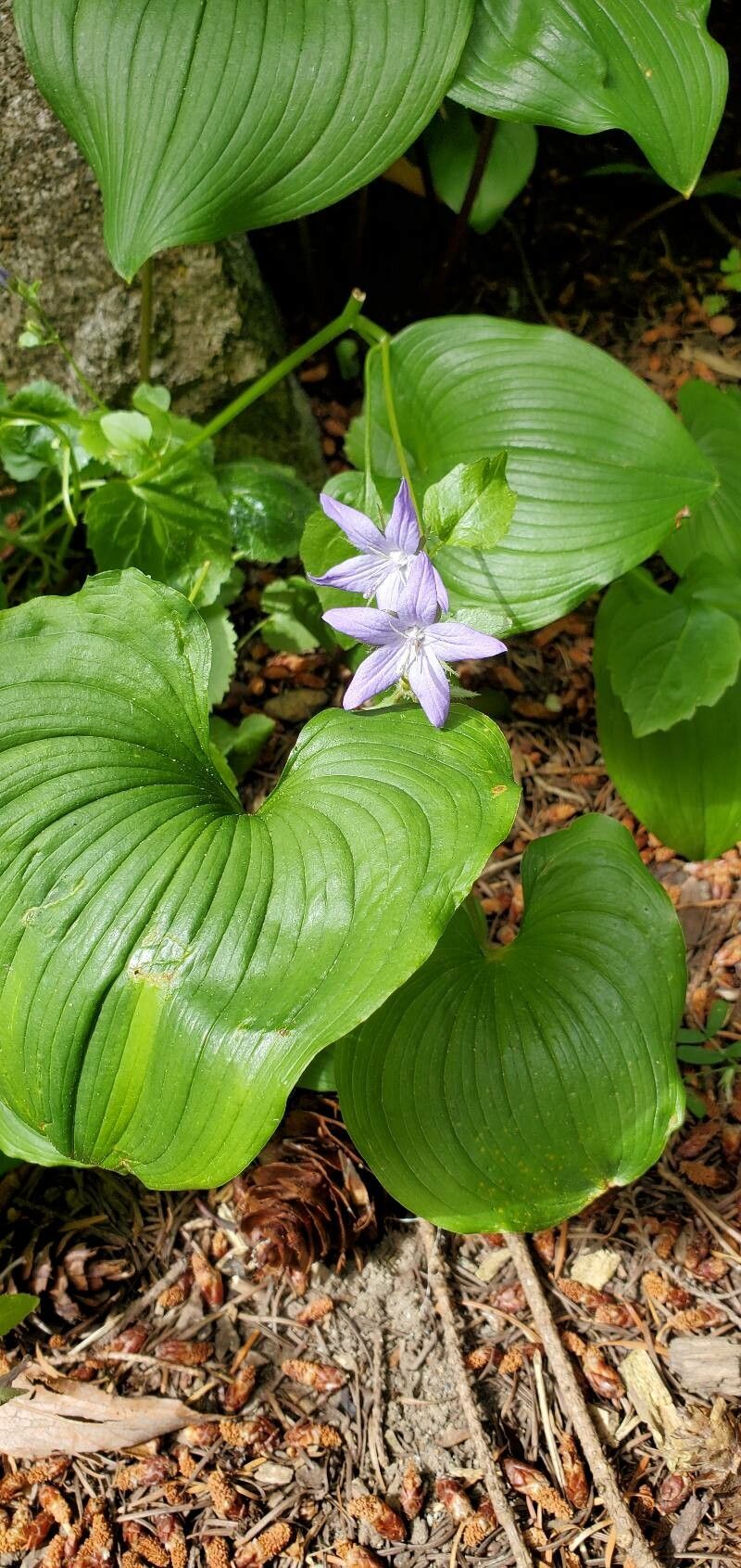 Maianthemum dilatatum flower