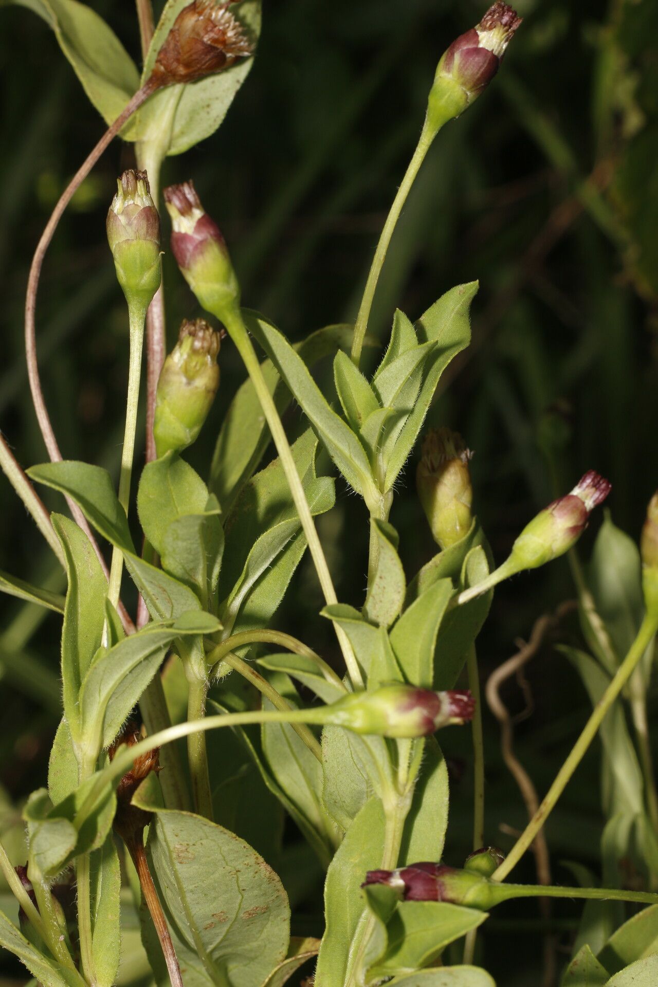 Espejoa mexicana fruit
