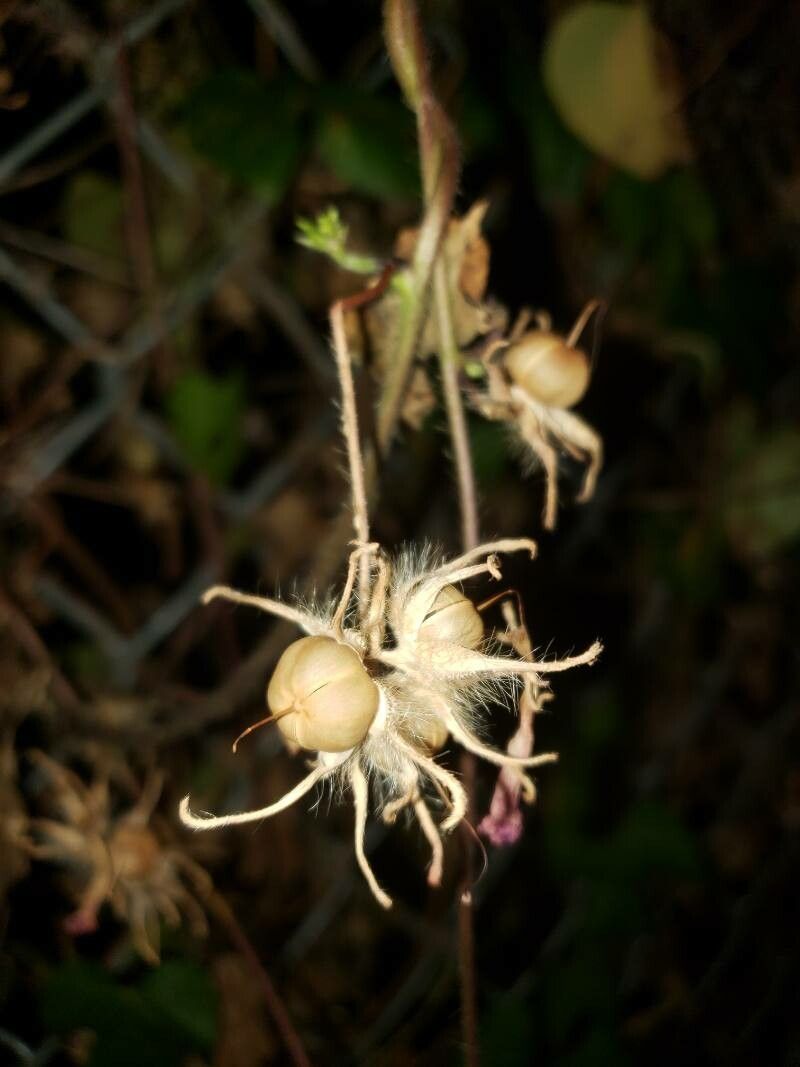 Ipomoea hederacea fruit