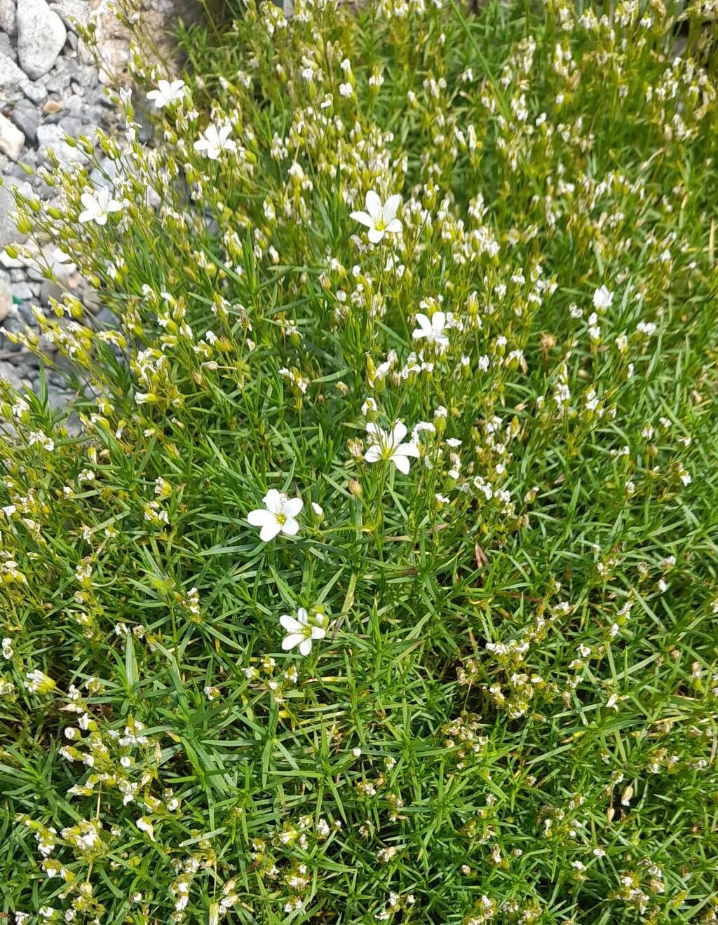 Arenaria balansae habit