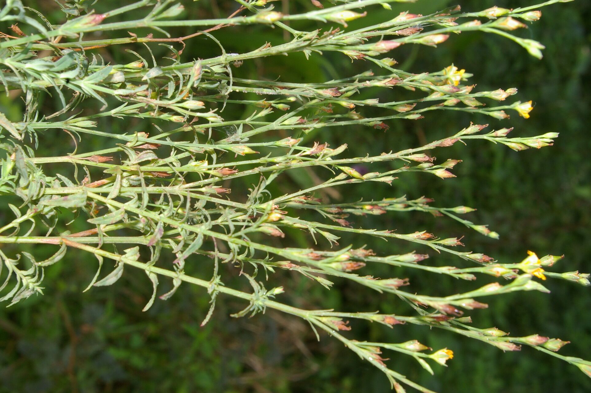 Hypericum thesiifolium habit