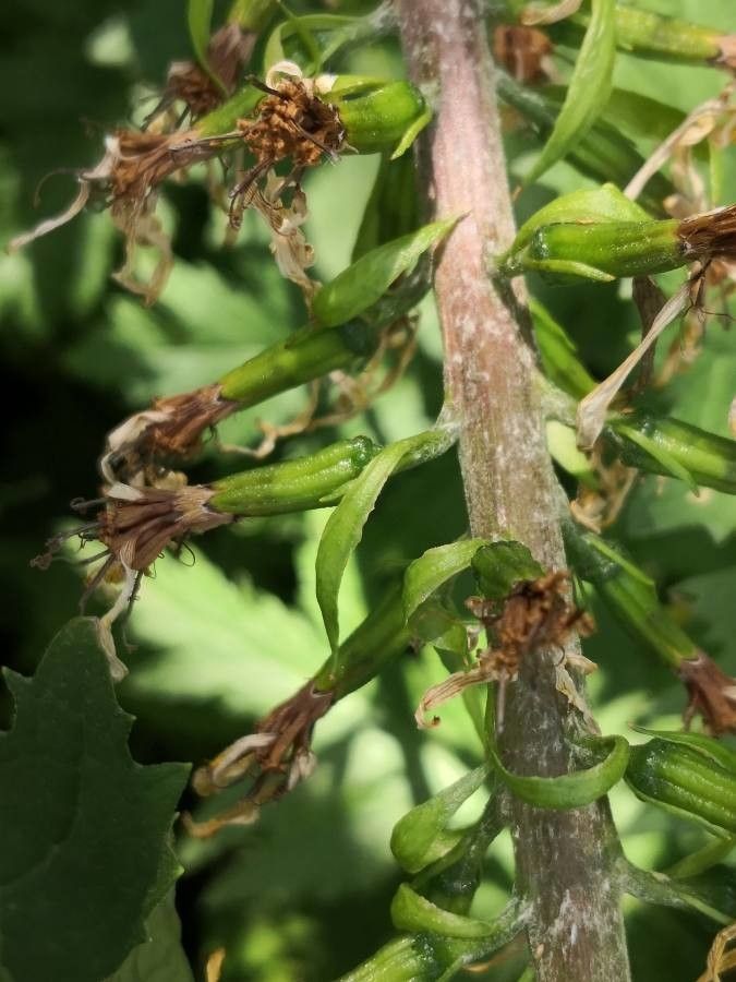 Ligularia wilsoniana fruit