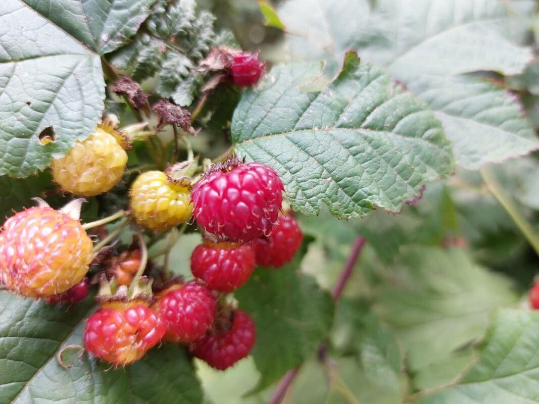 Rubus crataegifolius fruit