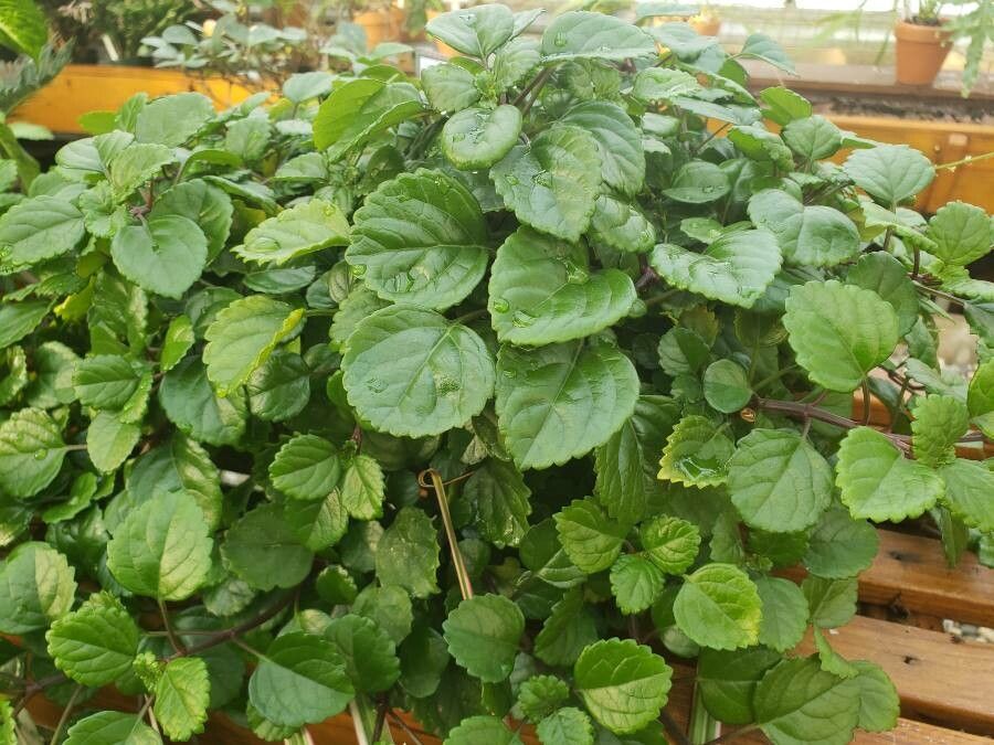 Coleus australis habit