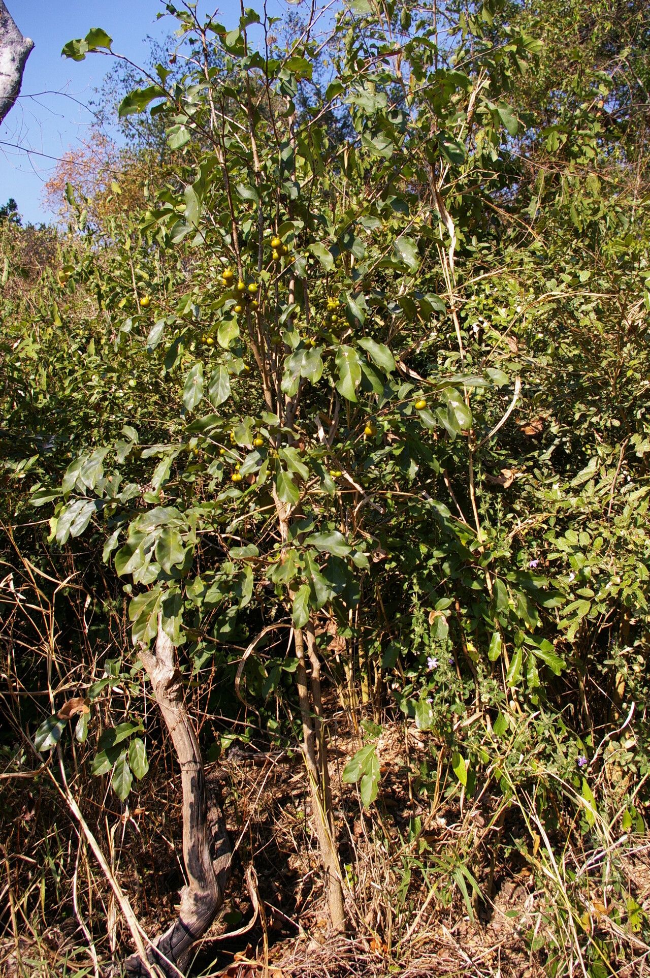 Diospyros squarrosa habit