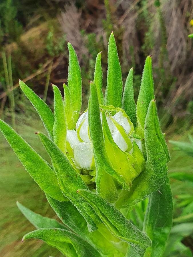 Helichrysum chionoides — search result for 'Helichrysum'