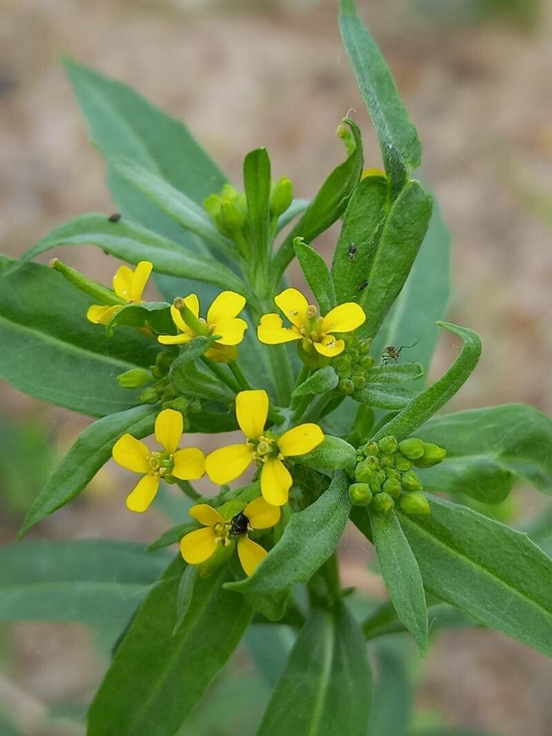 Erysimum cheiranthoides flower
