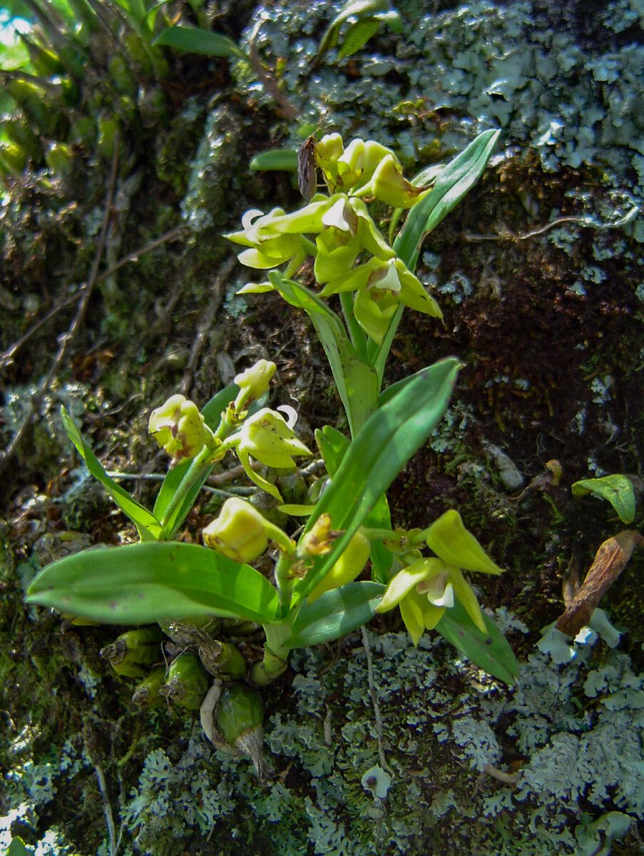 Polystachya zambesiaca habit