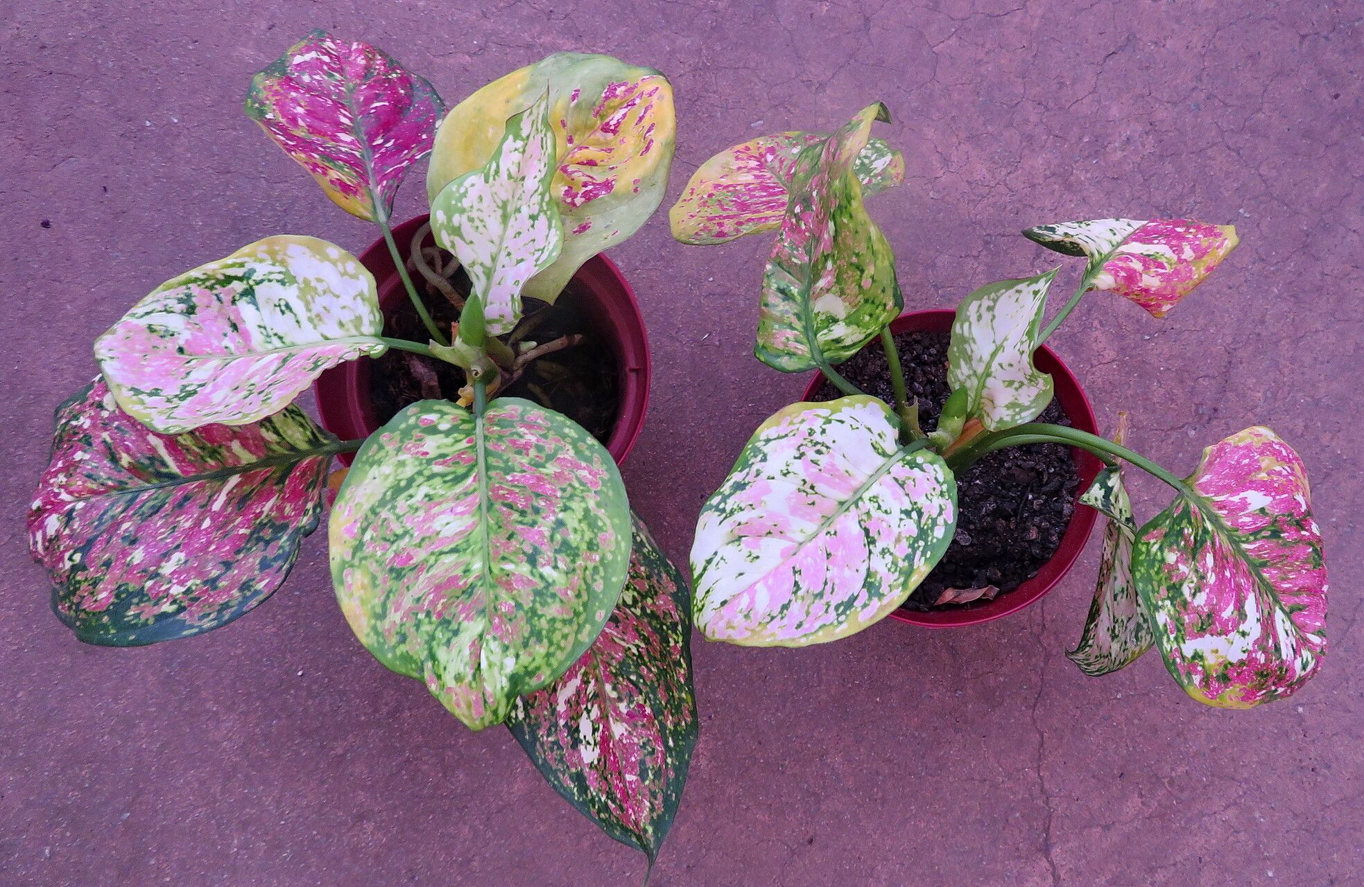 Aglaonema tricolor habit