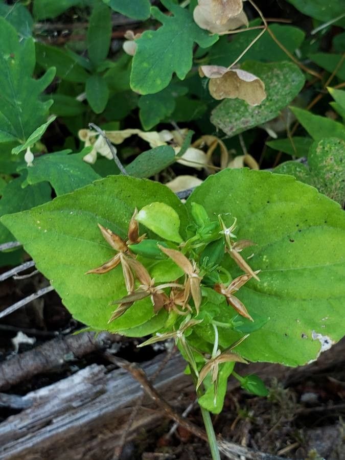 Viola Glabella fruit