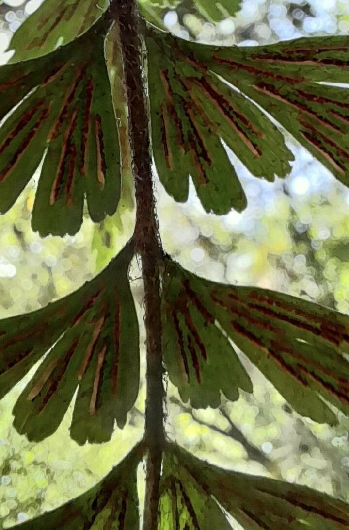 Asplenium praemorsum fruit