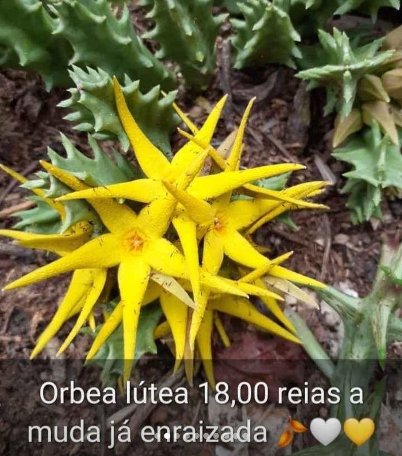 Orbea lutea flower