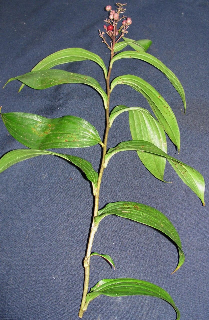 Maianthemum paniculatum other