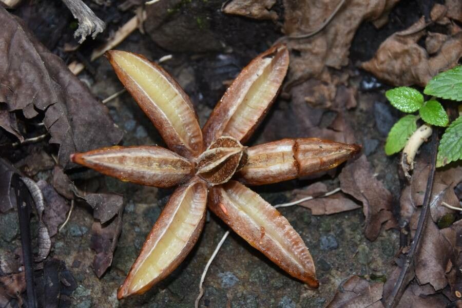 Cedrela odorata flower