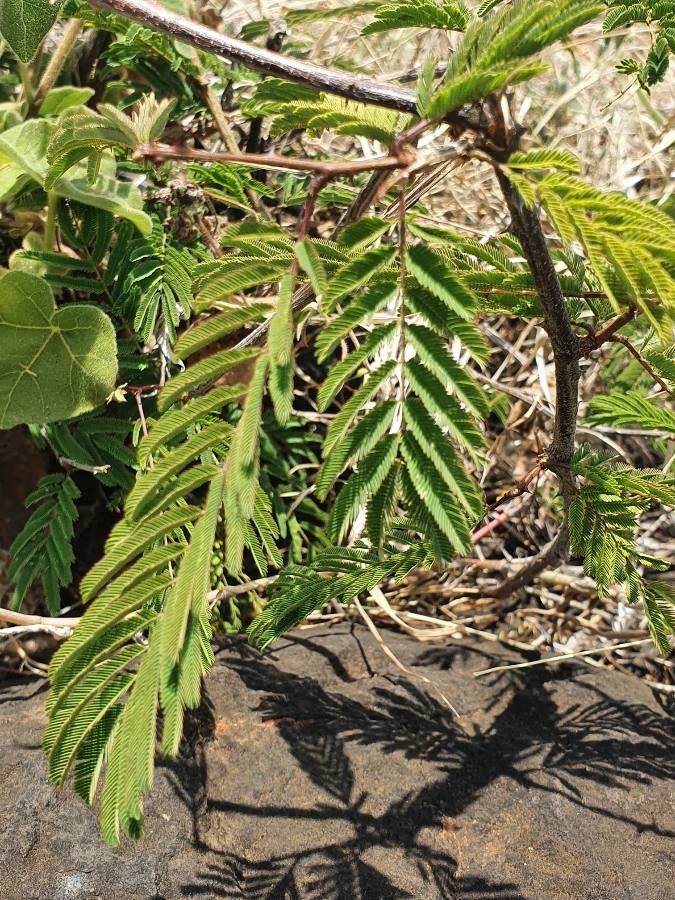 Acacia brevispica leaf