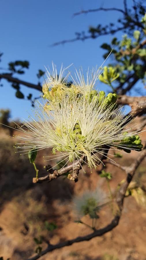 Albizia anthelmintica flower
