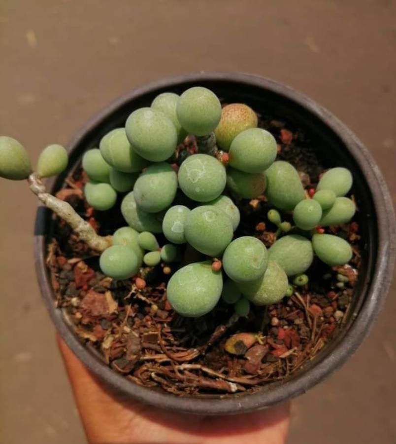 Conophytum hians — houseplant care guide