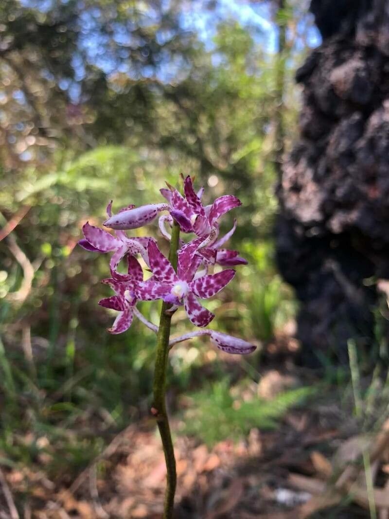 Dipodium punctatum — related species from the same genus