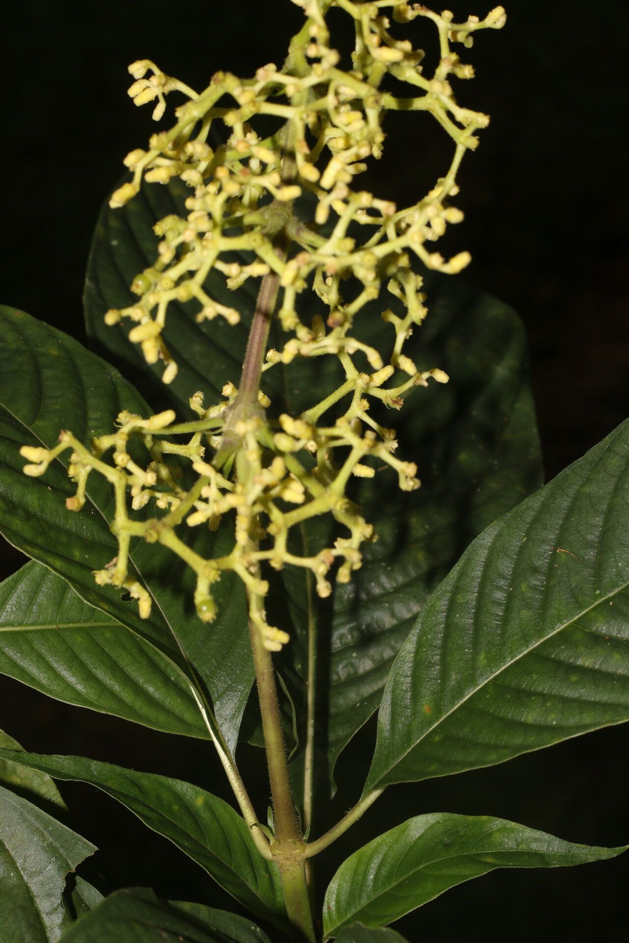 Palicourea berteroana — houseplant care guide