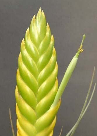 Tillandsia marabascoensis — houseplant care guide