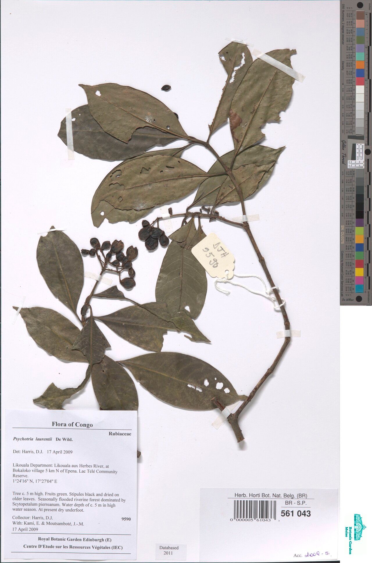 Psychotria laurentii — houseplant care guide