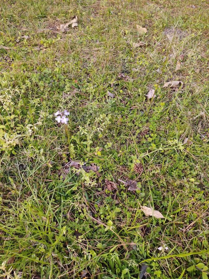 Nuttallanthus floridanus habit