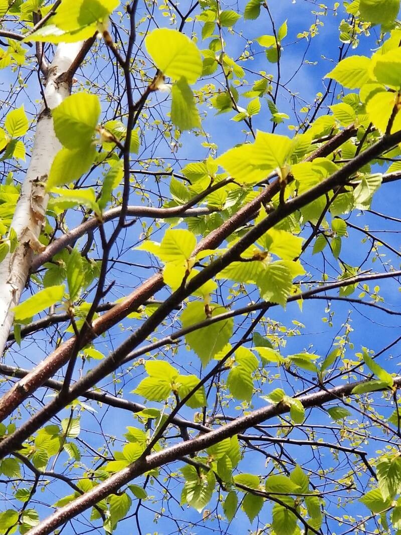 Betula papyrifera flower