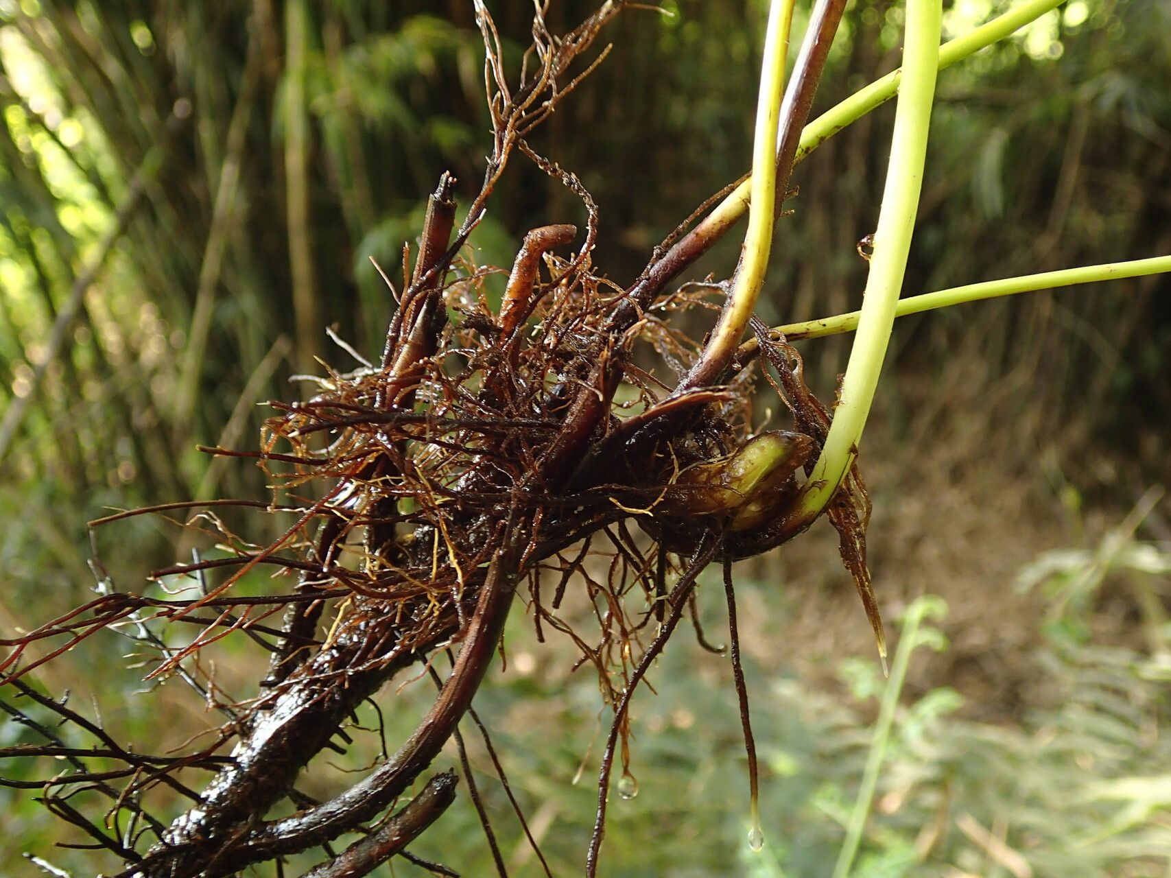 Thelypteris guineensis other