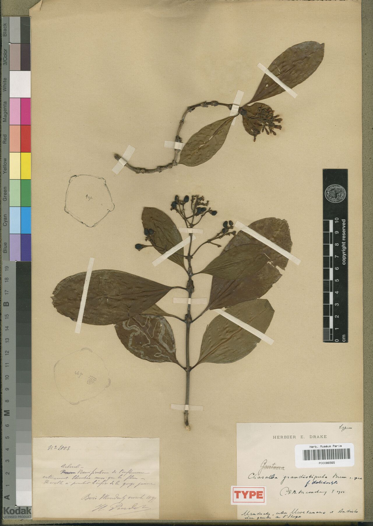 Chassalia grandistipula — houseplant care guide