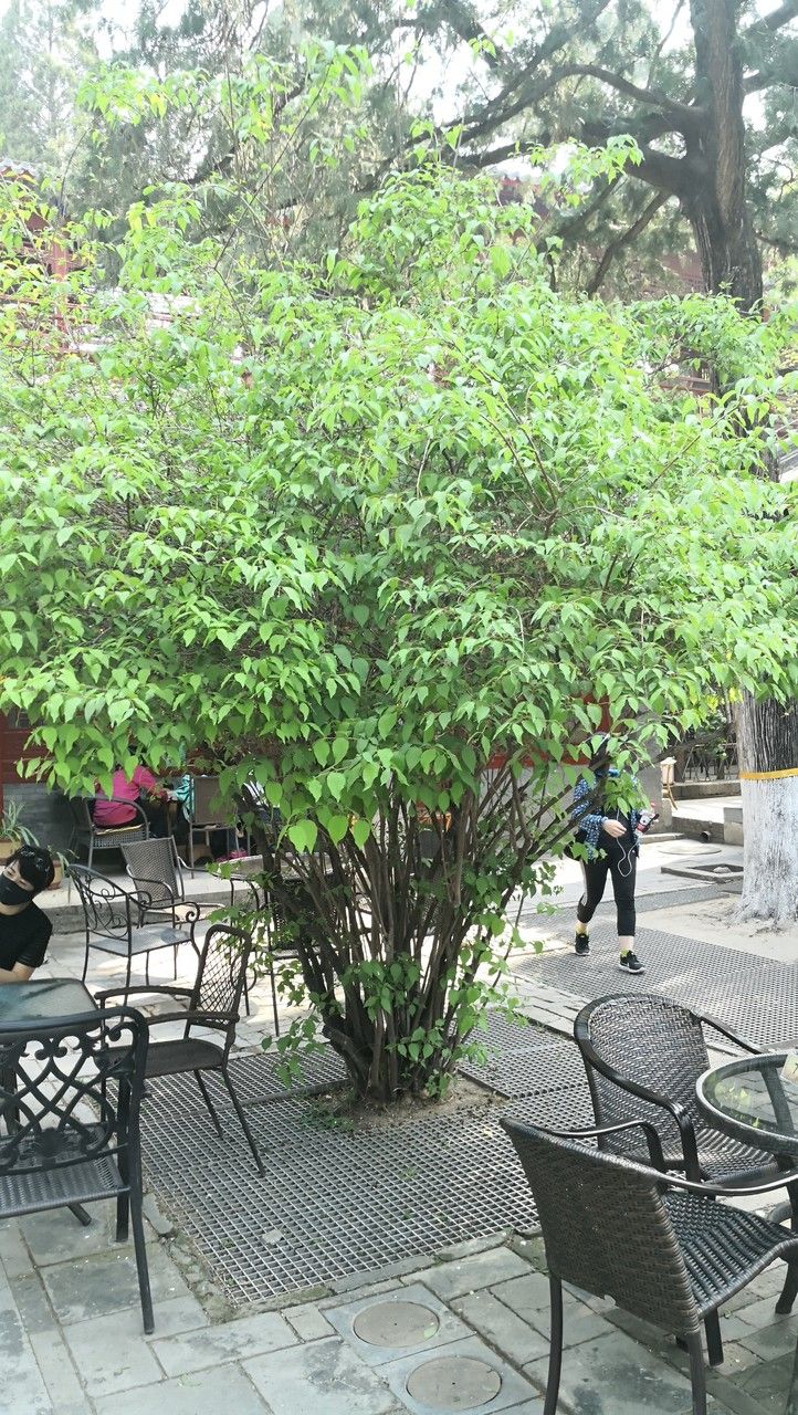 Philadelphus pekinensis habit