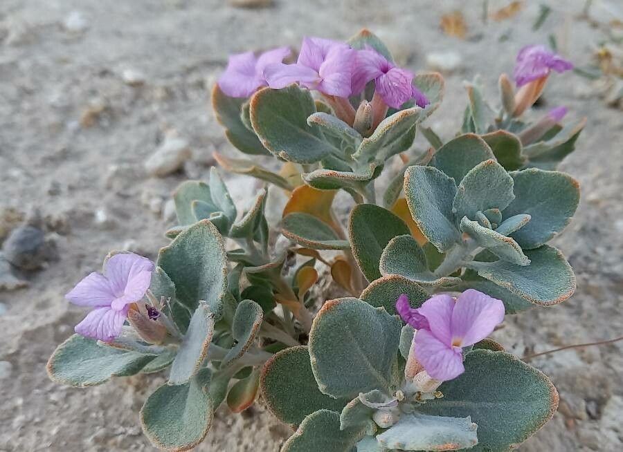 Malcolmia behboudiana flower