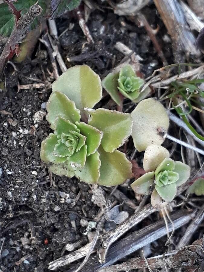 Phedimus stellatus leaf