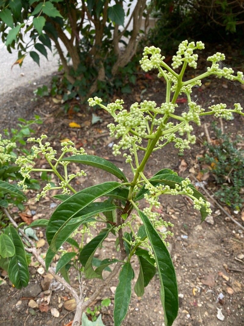 Hydrangea viburnoides fruit