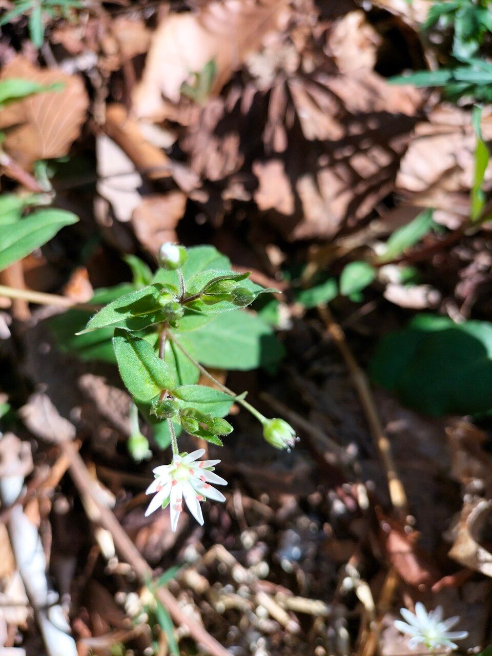 Stellaria pubera leaf
