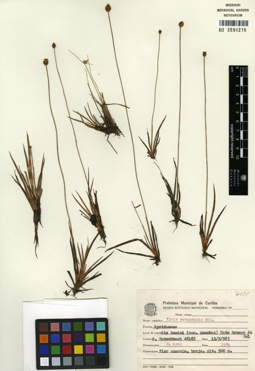 Xyris savanensis — search result for 'Xyris'