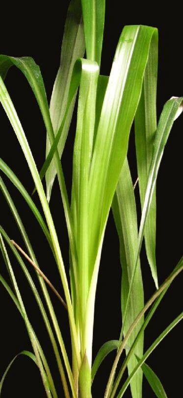 Pitcairnia corallina leaf