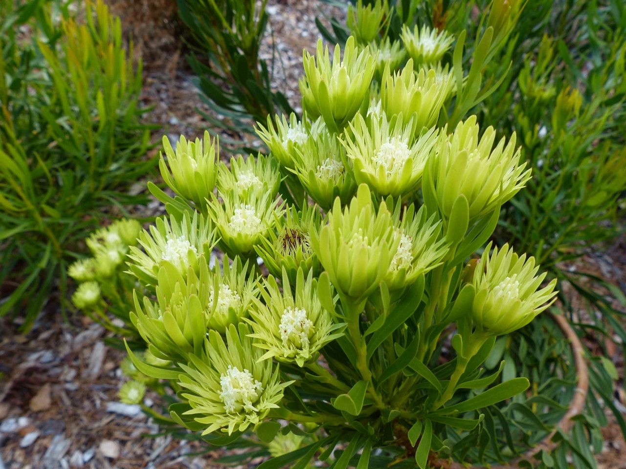Leucospermum prostratum — search result for 'Leucospermum'
