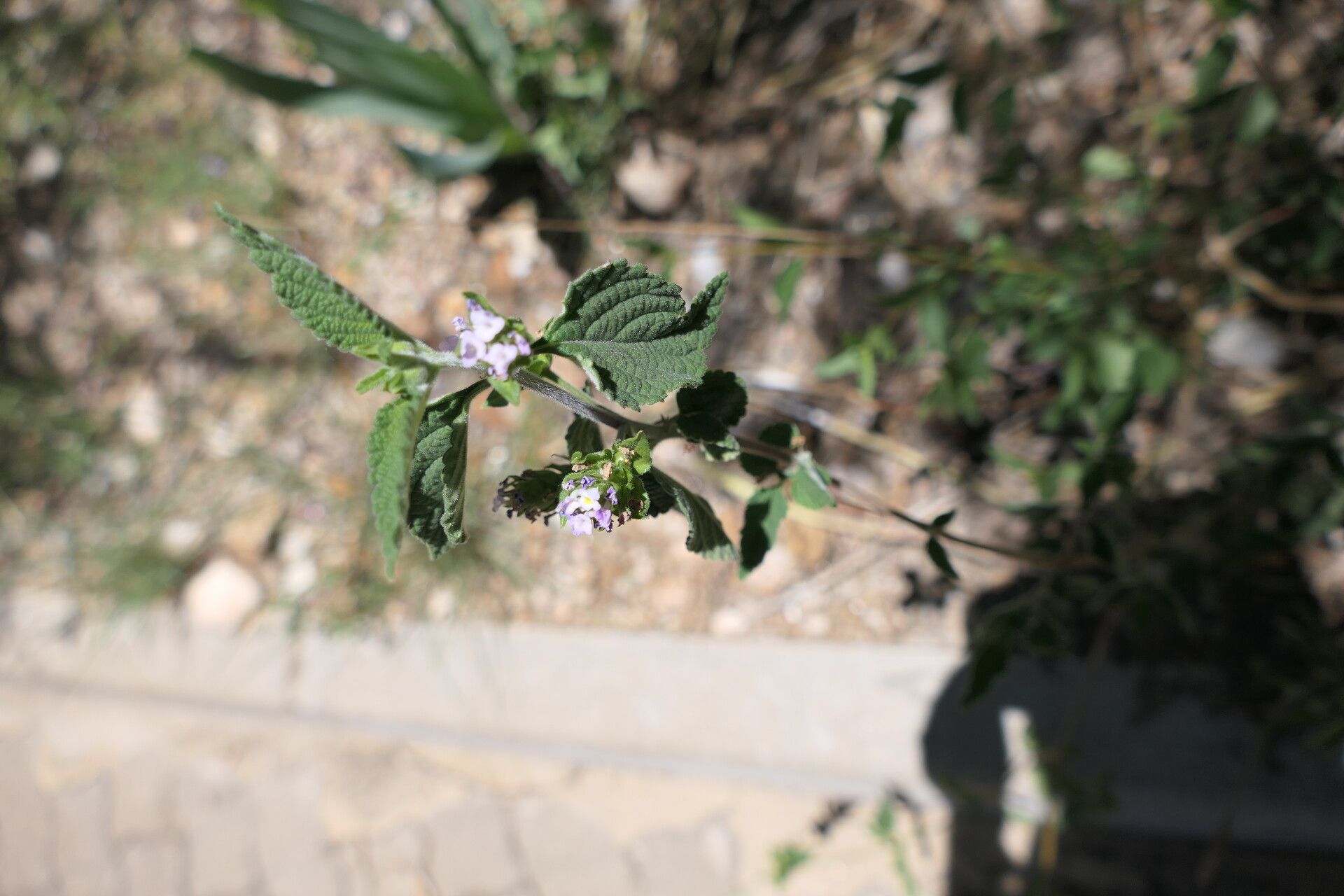 Lantana angolensis leaf