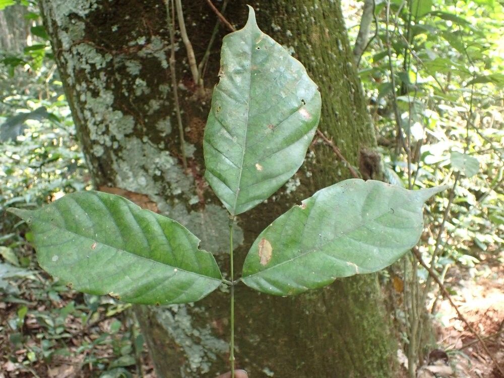 Millettia wieringae — houseplant care guide