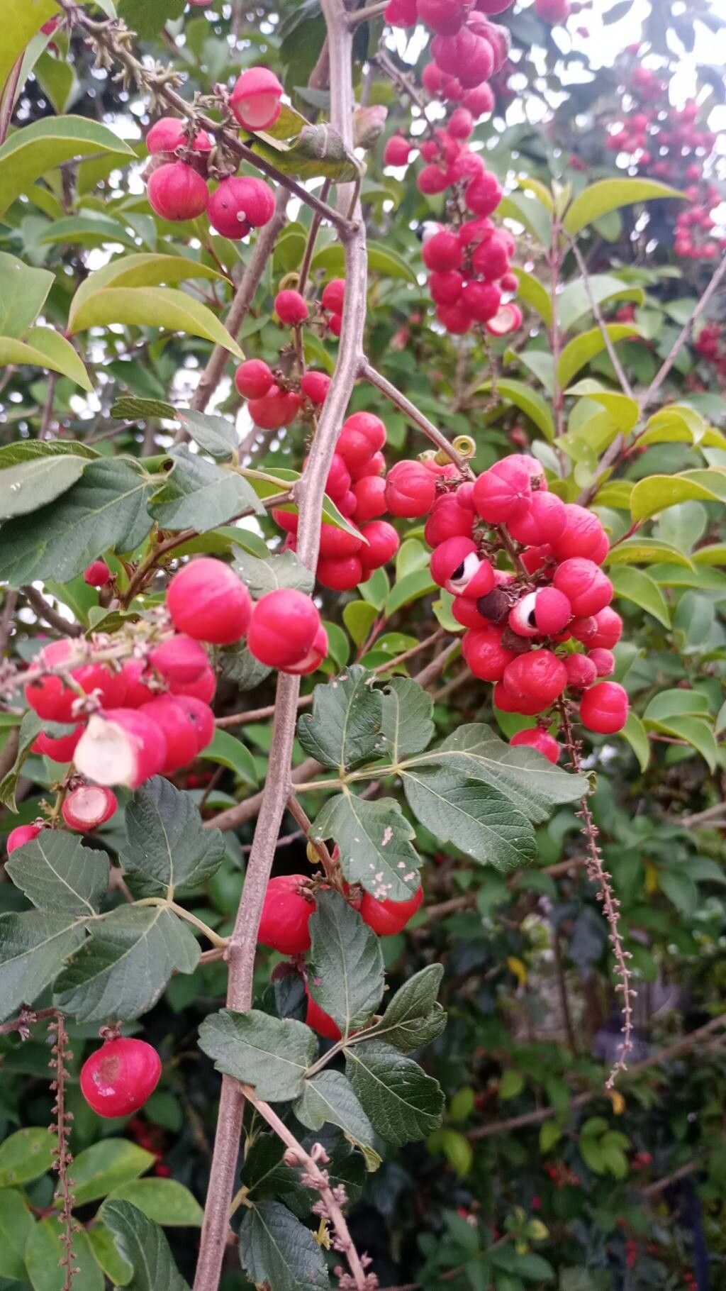 Paullinia tomentosa fruit